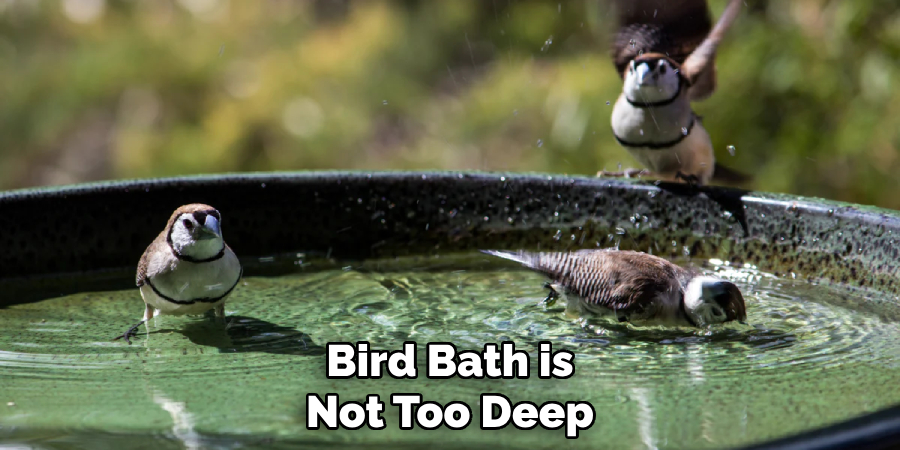 Bird Bath is Not Too Deep