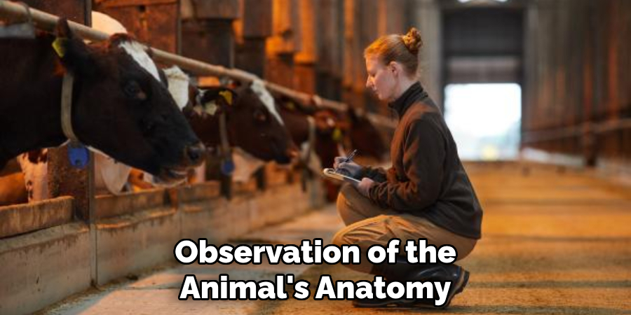 Observation of the Animal's Anatomy