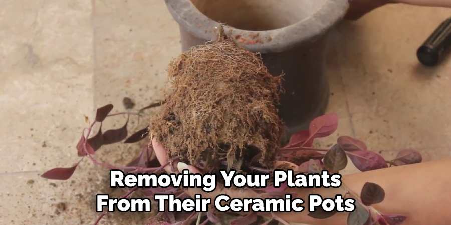 Removing Your Plants From Their Ceramic Pots