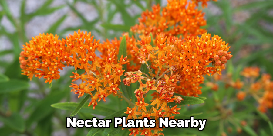 Nectar Plants Nearby