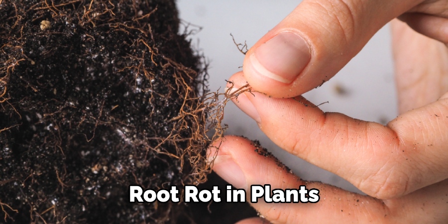 Root Rot in Plants