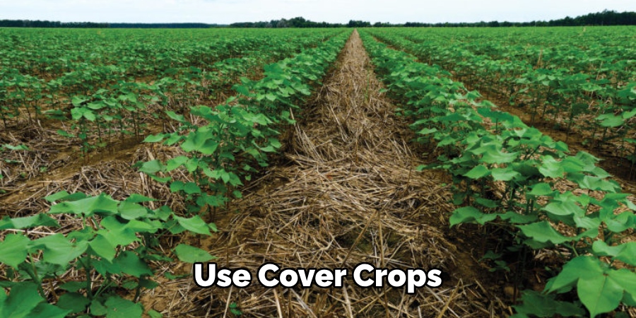 Use Cover Crops