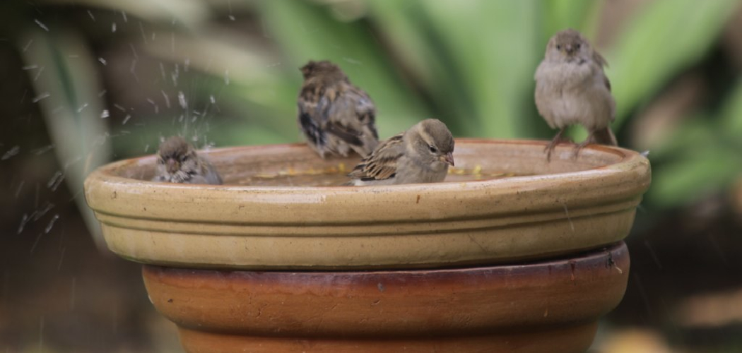 How to Make a Bird Bath From Clay Pots